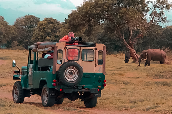 LT Safari Activities