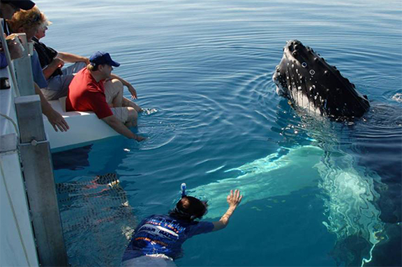 LT Whale Watching Activities